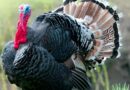 ¿Por qué se come pavo en “Día de Acción de Gracias” ?