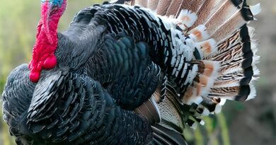 ¿Por qué se come pavo en “Día de Acción de Gracias” ?